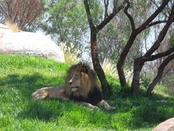 a lion lies near a tree in the wild