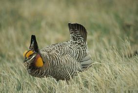 Tympanuchus or meadow grouse
