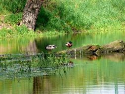 Birds Białobrzegi