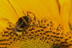 bee on a sunflower close-up