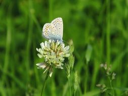 charming butterfly on the blade of grass