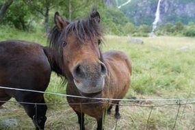 Cute brown Horses on the meadow near the hill