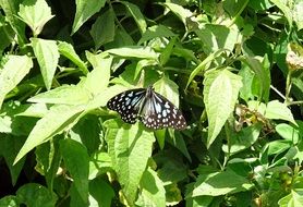 blue tiger butterfly on a green plant