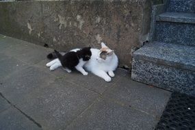 kitten with mother