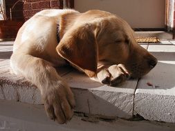 adorable Pet Sleeping portrait