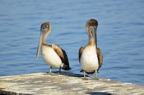 two brown pelicans on the ocean