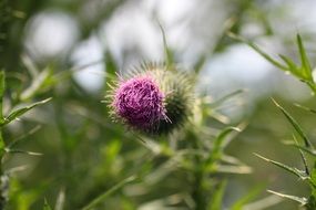 Pink Purple Thistle Bud
