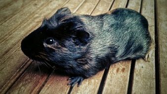 black guinea pig on wooden boards