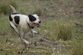 black and white dog runs in nature