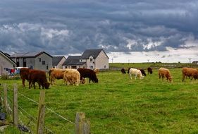 cattle on a green field on a ranch on the background of storm clouds