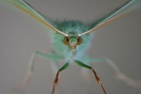 butterfly with transparent wings and a blue torso