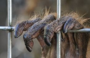 paw primate with four fingers