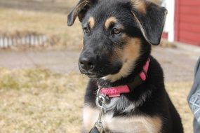 shepherd puppy on the farm