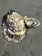 Pacific Oyster on wet sand