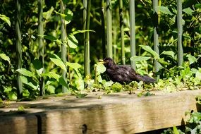 blackbird on a road near a fence