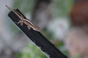 small lizard on the stick
