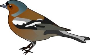finch drawing on white background