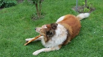 red dog nibbles a stick