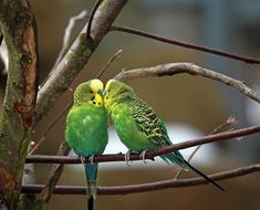 Landscape of Green Budgerigars couple