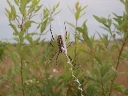 Banded garden spider on the plant