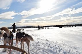 many dog sleds on trail in Lapland