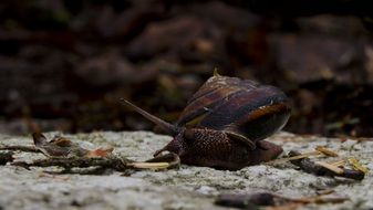 stunningly beautiful Snail