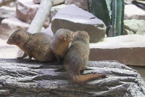 Mongoose in the zoo