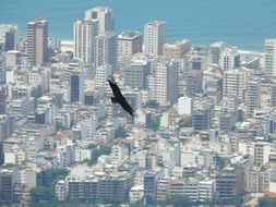 bird in a flight in Rio De Janeiro
