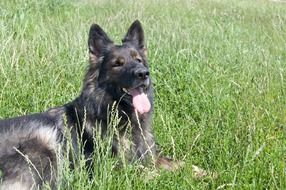 German shepherd lies among green grass