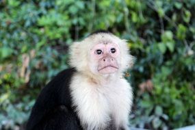 portrait of a monkey among the jungle