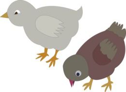 drawing of chickens on a white background