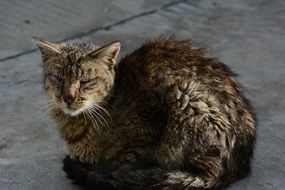 disheveled cat is sitting on the street
