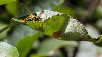 Giant Wasp on a leaf