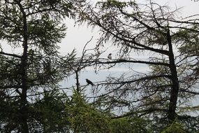 Forest on a Baikal lake bank