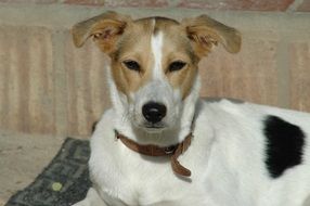 portrait of sweet Portugal Spotted Dog