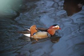 beautiful and cute Bird Duck