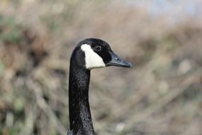 black and white domestic goose