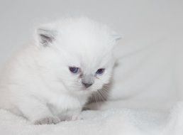 white Fluffy kitten on white close-up