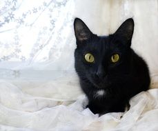 black cat on the white curtains