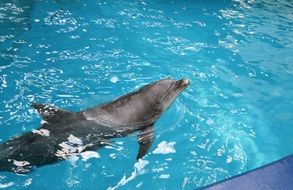 Dolphin in the attraction pool
