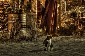 cat sits on paving stones in an alley