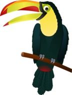 Toucan, Tropical Bird with big beak