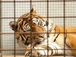 charming Sumatran Tiger