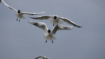 birds in free flight