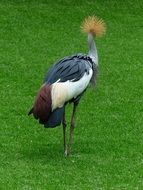 spring crowned crane bird on the green grass
