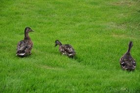 three beautiful brown ducks on a green lawn