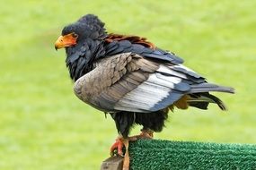 beautiful and colorful eagle at blurred background with the grass