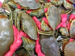 catch of sea crabs