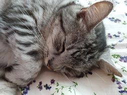 beautiful tabby cat is sleeping on the bed