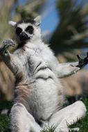 portrait of Lemur is sitting on the grass